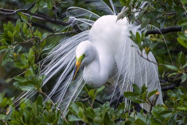 FL, Anastasia Is Great egret in breeding plumage